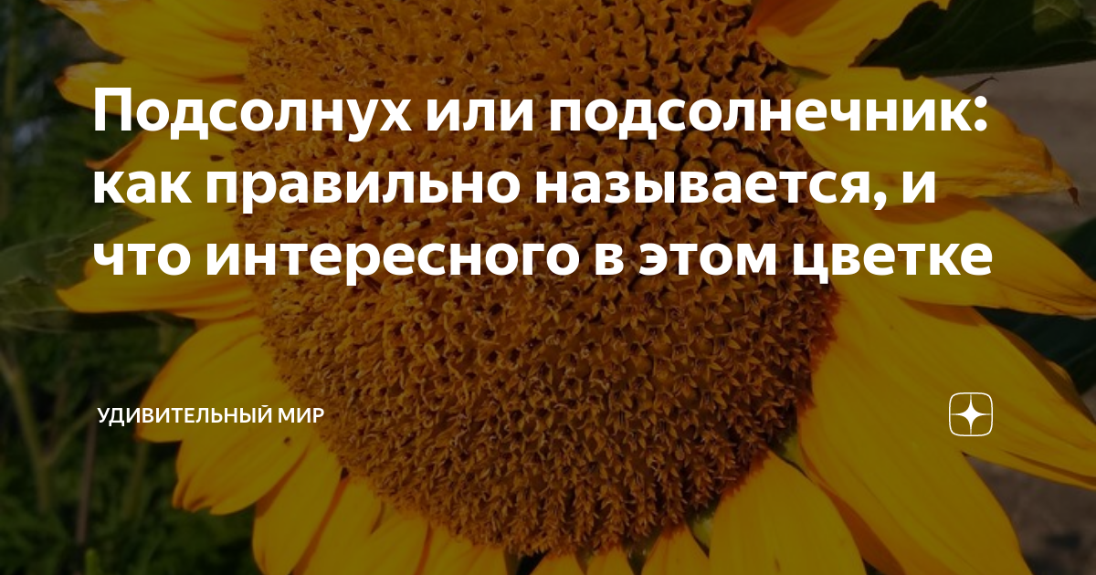 Подсолнух или подсолнечник: как правильно называется, и что интересного ...
