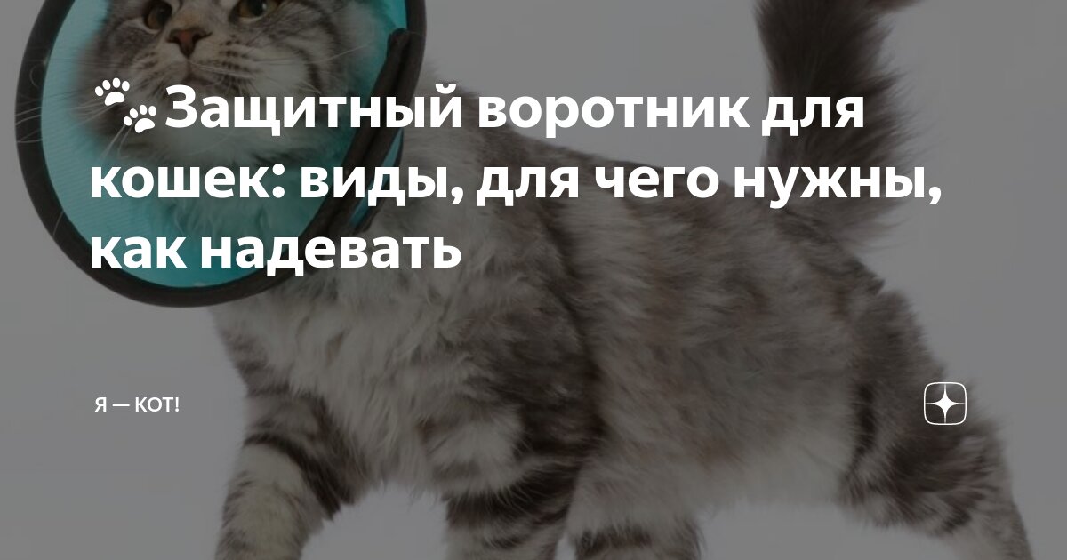 🐾Защитный воротник для кошек: виды, для чего нужны, как надевать