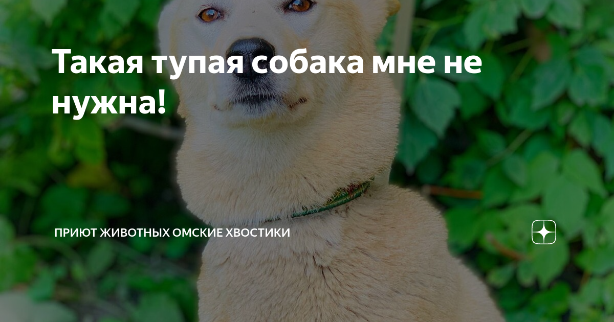 Такая тупая собака мне не нужна! | Приют животных Омские Хвостики | Дзен