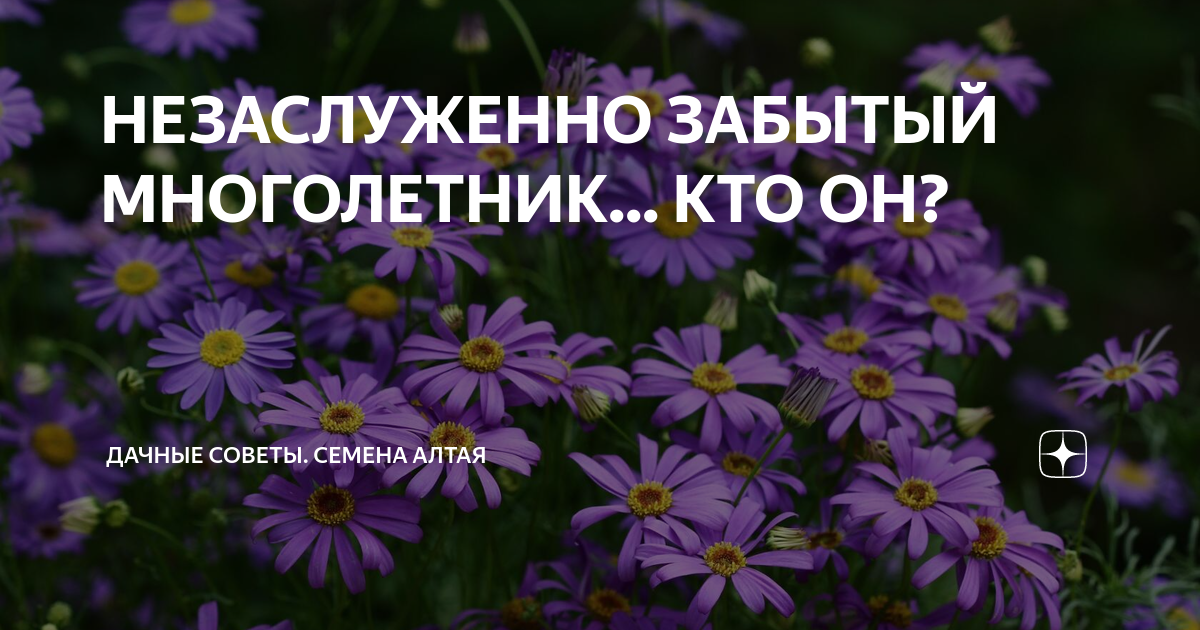 НЕЗАСЛУЖЕННО ЗАБЫТЫЙ МНОГОЛЕТНИК... КТО ОН? | Семена Алтая. Дачные ...