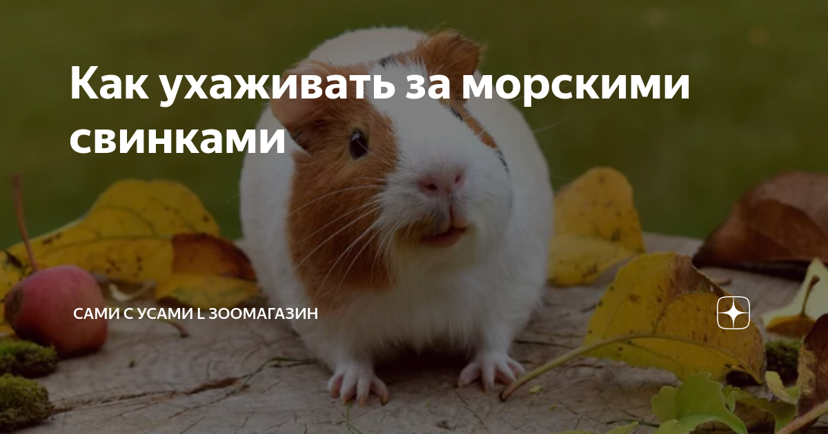 как ухаживать за морскими свинками в домашних условиях