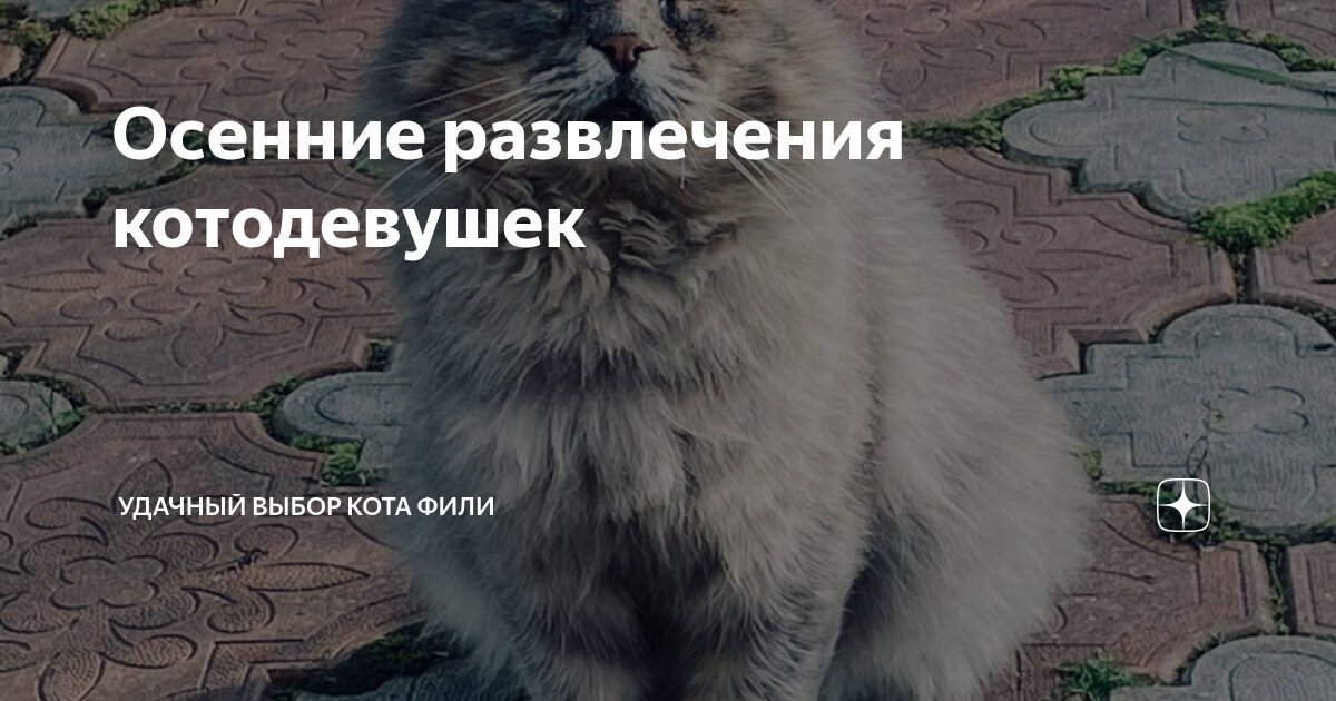Осенние развлечения котодевушек | Удачный выбор кота Фили | Дзен