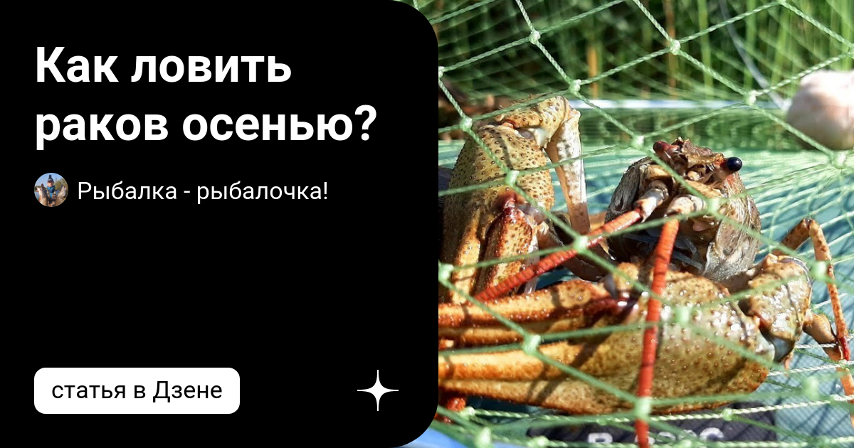 Как сделать раколовку своими руками в домашних условиях?