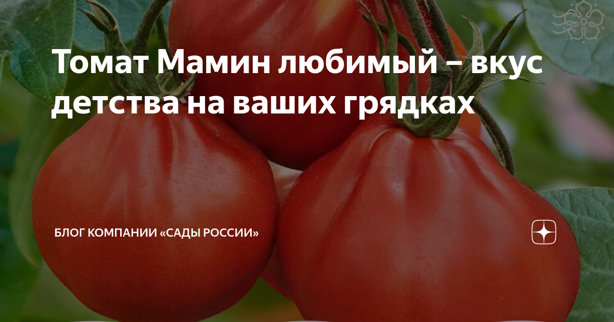Томат мамины отзывы: найдено 86 изображений