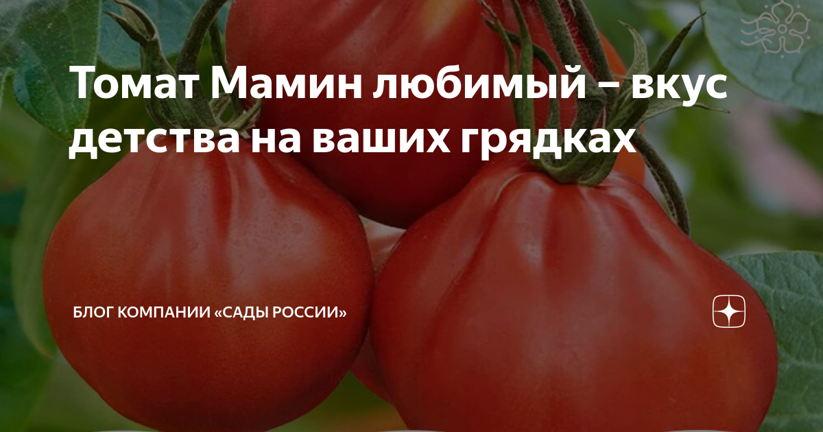 Томат вкус детства отзывы. Томат мамино сердце. Томат вкус детства описание. Сорт помидор Мамина любовь. Томаты мамин Сибиряк описание сорта фото отзывы.