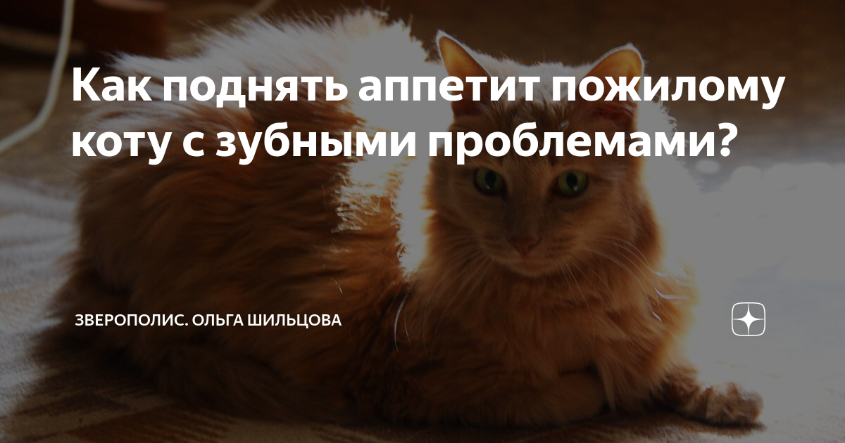 У кота повышенный аппетит