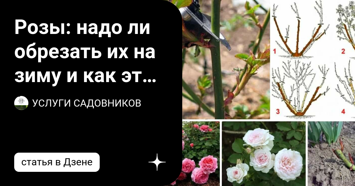 Розы: надо ли обрезать их на зиму и как это сделать? | УСЛУГИ ...