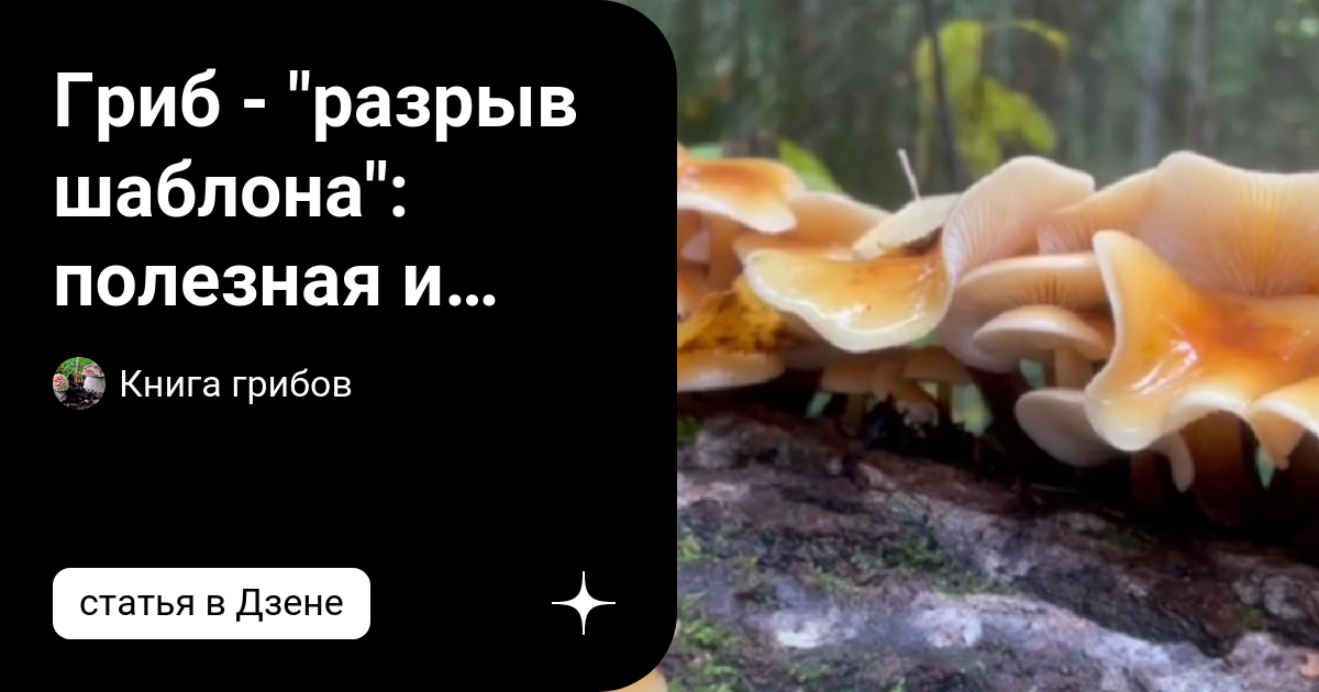 Гриб - "разрыв шаблона": полезная и вкусная фламмулина нынче особенно ...