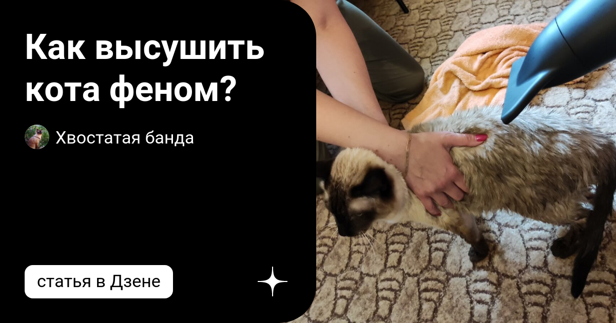 кот высушенный феном. можно ли кошку сушить феном. можно ли кошку сушить феном. расческа для котенка мейн куна. котик с феном.