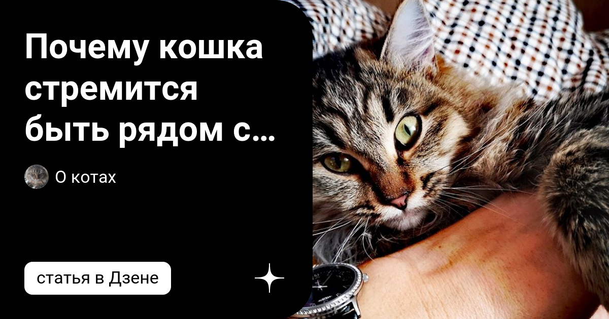 почему кошка не подходит к человеку