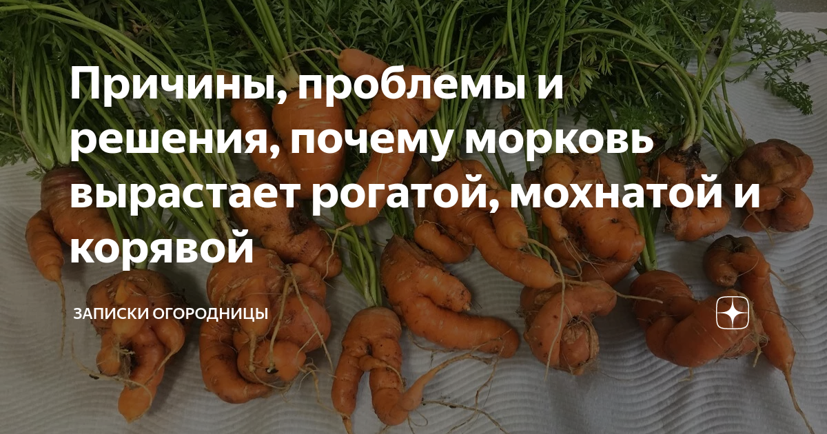 Обрезать ботву у моркови. Хранение моркови. Можно срезать ботву у моркови. Нужно ли обрезать ботву у моркови.