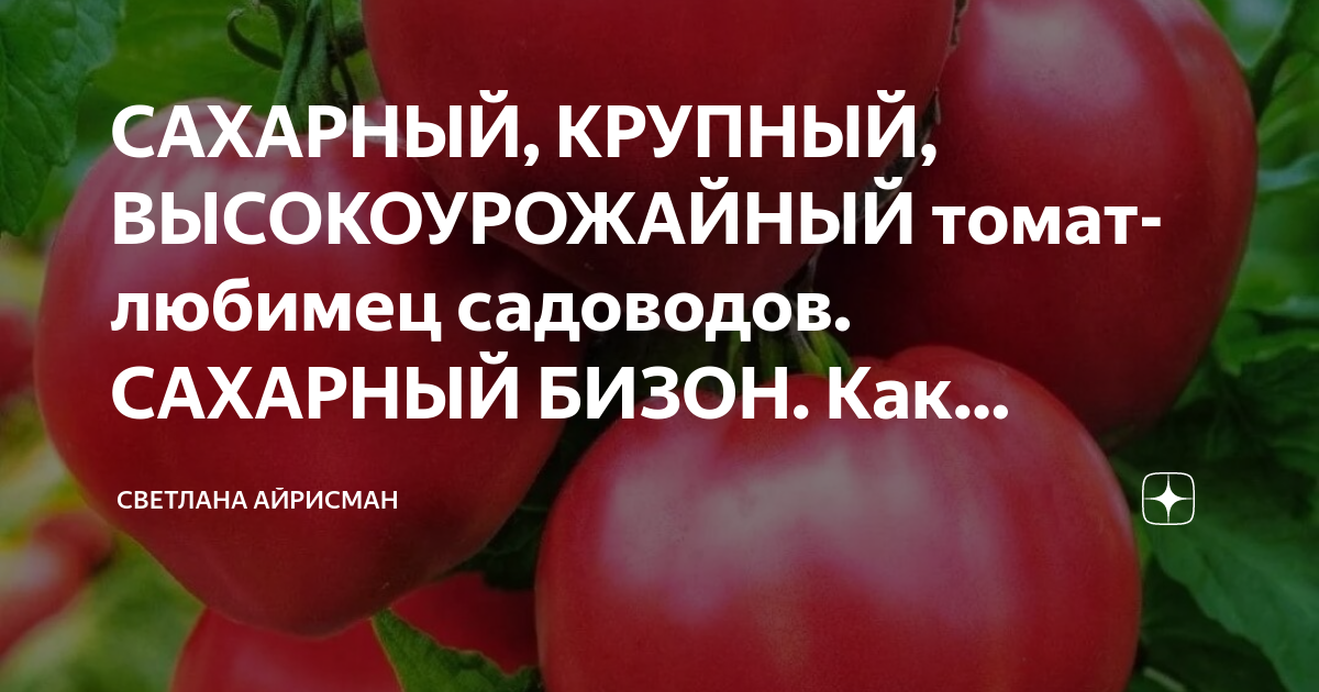 САХАРНЫЙ, КРУПНЫЙ, ВЫСОКОУРОЖАЙНЫЙ томат-любимец садоводов. САХАРНЫЙ ...