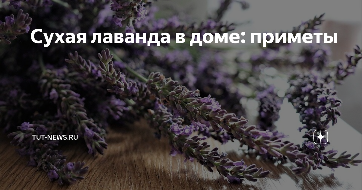 Сухая лаванда в доме: приметы | TUT-NEWS.RU | Дзен