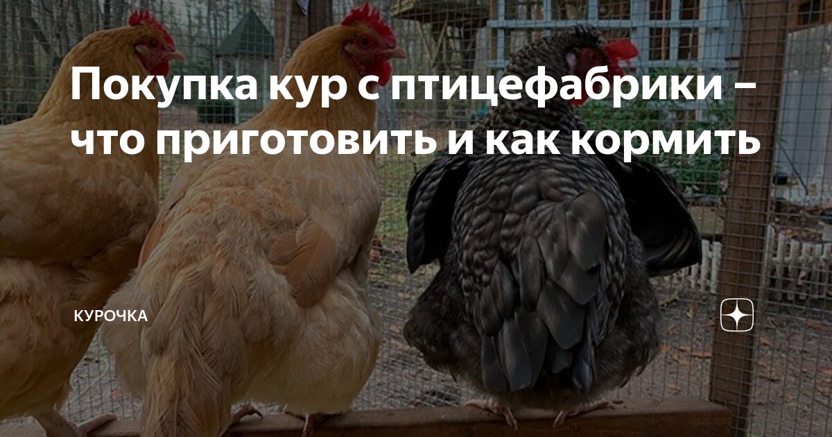 Покупка кур с птицефабрики – что приготовить и как кормить | Курочка | Дзен