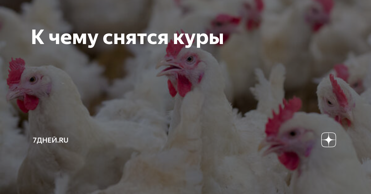 К чему снится курица во сне женщине. Что видят куры. Курицы Твери. Курицы Твери ВК. Как видят курицы.