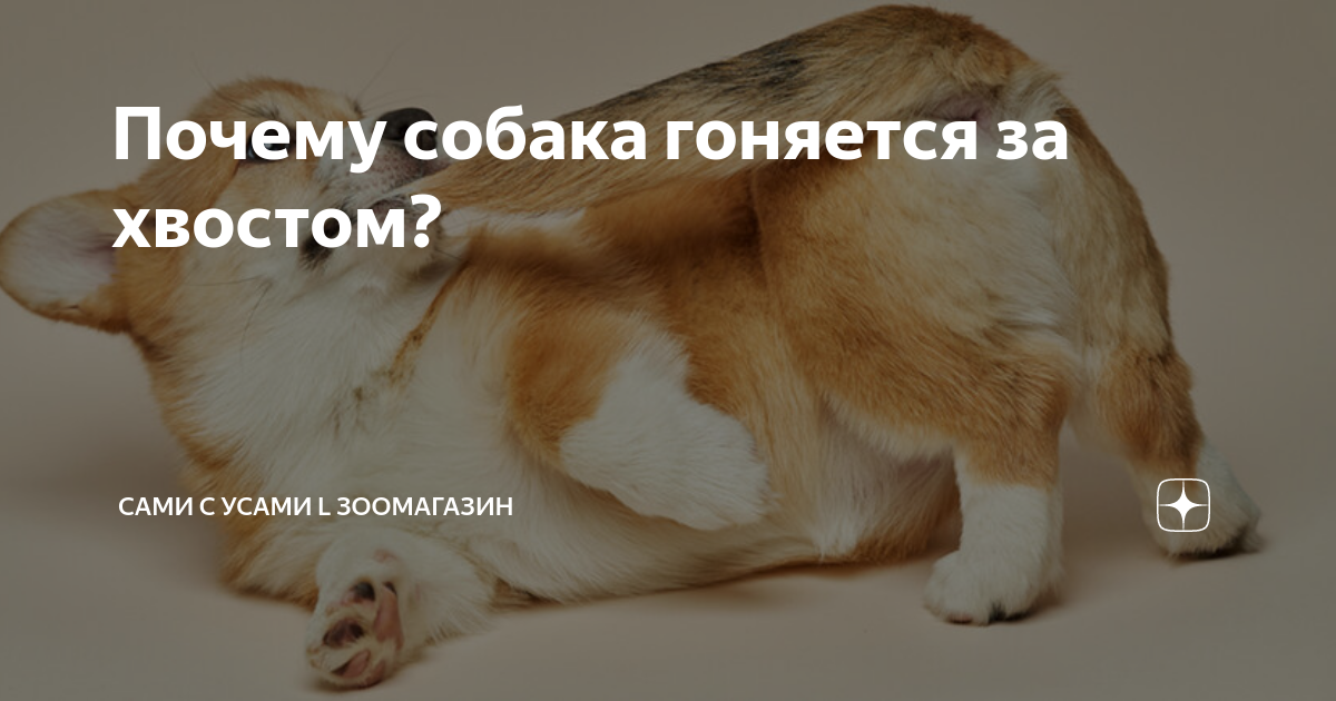 Почему собаки гоняются за своим хвостом? | MAXIM