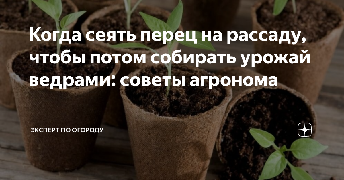 когда сеять огурцы. когда сеять перец португальский. в чем сеять перцы и баклажаны на рассаду. пикировка перца болгарского. когда сеять перец на рассаду.