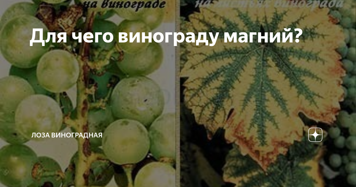 Для чего винограду магний? | Лоза виноградная | Дзен