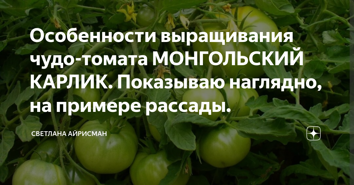 Объявление о продаже рассады образец как написать