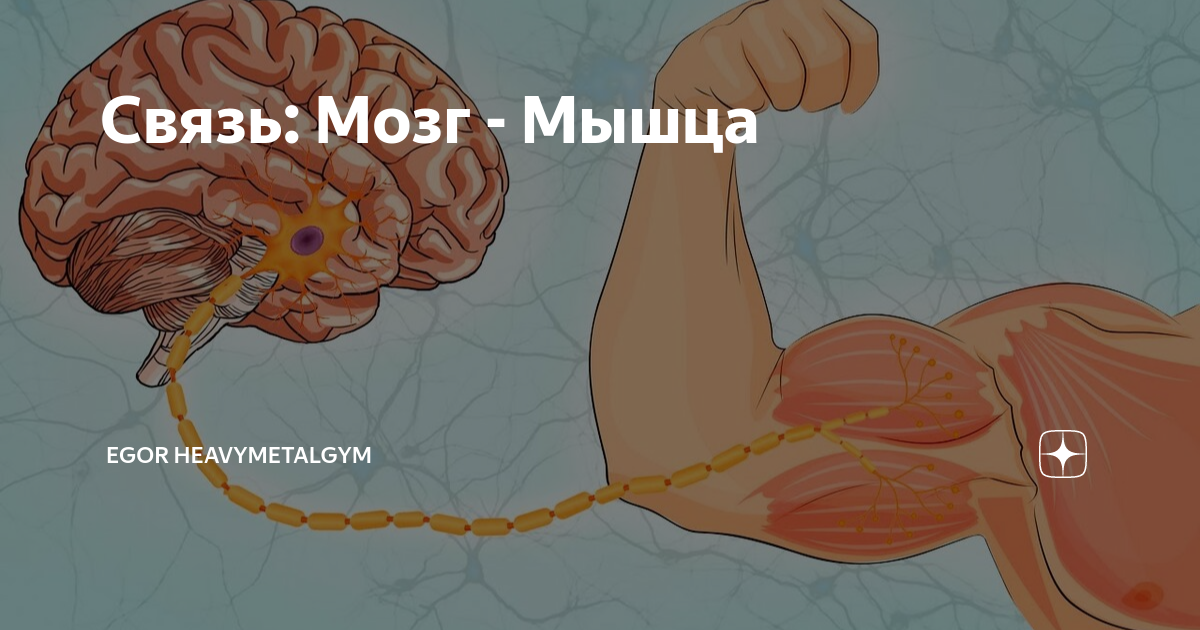 Мозг с мускулами. Связь между мозгом и мышцами. Связь мозг мышца. Связь мозг мышца. Мозг и мышцы взаимосвязь.
