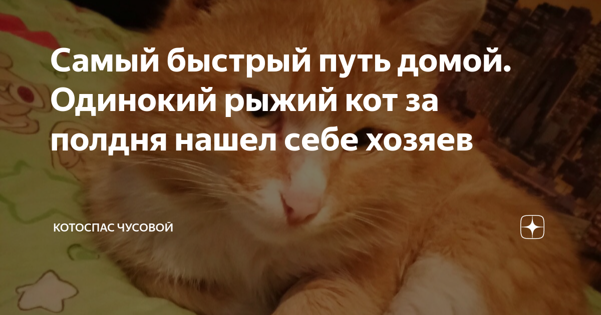 Самый быстрый путь домой. Одинокий рыжий кот за полдня нашел себе ...