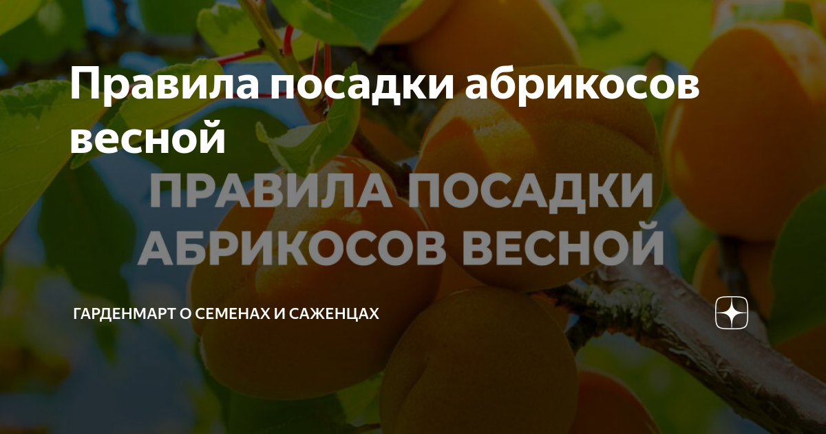 Где посадить абрикос. Где посадить абрикос