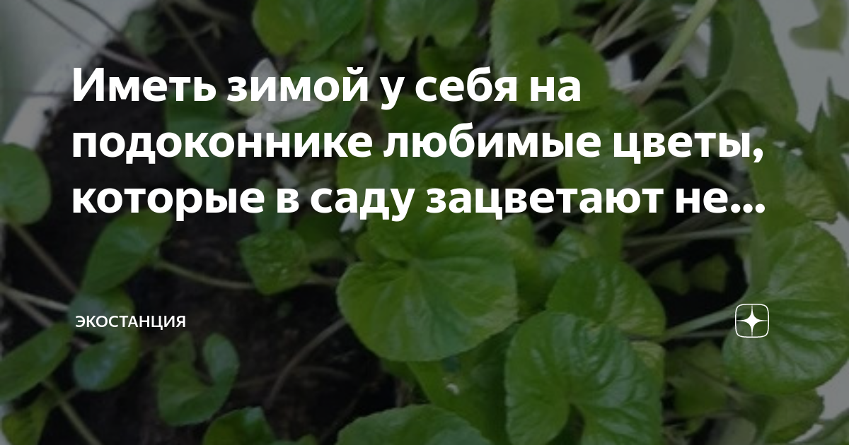 Ждет цветы подоконнике межсезонье приходится весну осень выключена система отопления