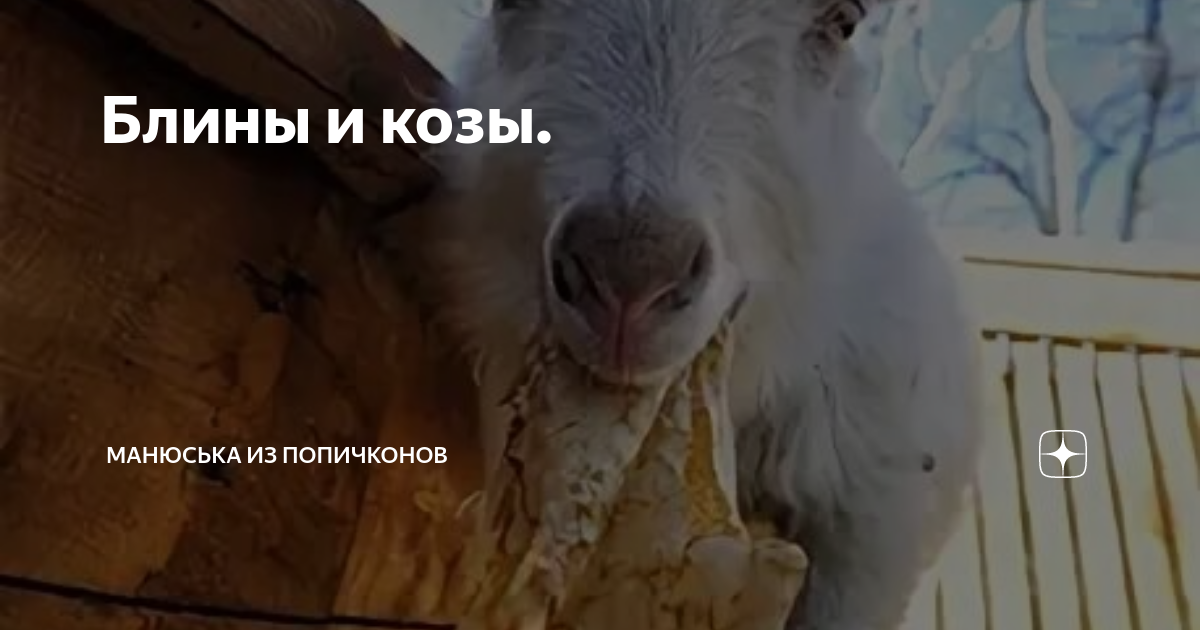 Манюська из попичконов телеграм канал. Час козы. Манюська из попичконов. Магюська из попичконов дзен.