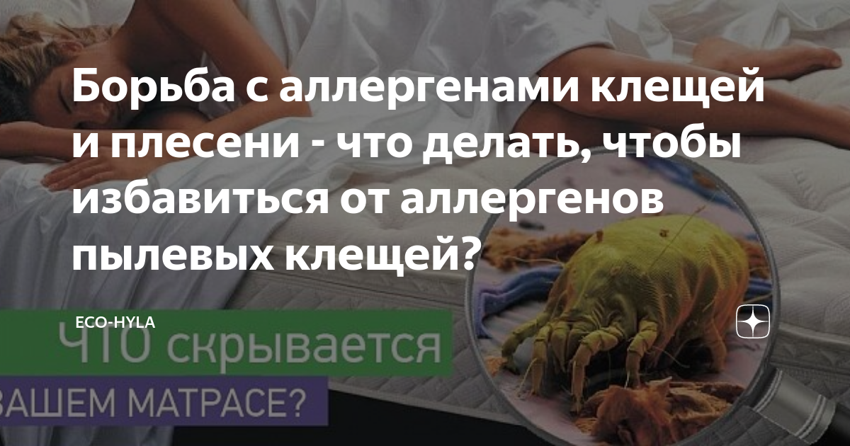 Борьба с аллергенами клещей и плесени - что делать, чтобы избавиться от ...