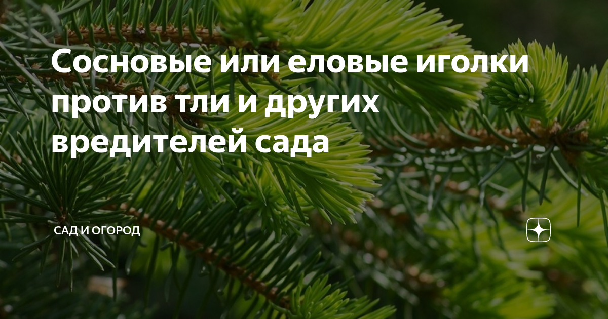 Хвоя сосны это видоизмененный