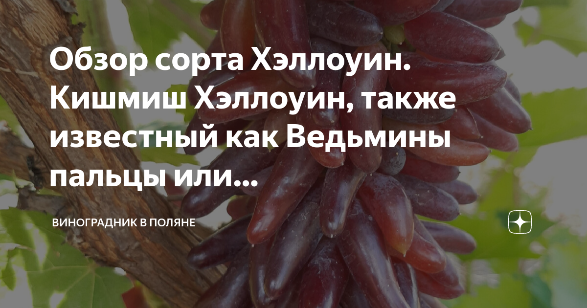 Кишмиш ведьмины пальцы в коробках купить. Огурец маринда ф1. Петуния схема высадки в грунт. Сорта перцев от партнера. Перец успех.