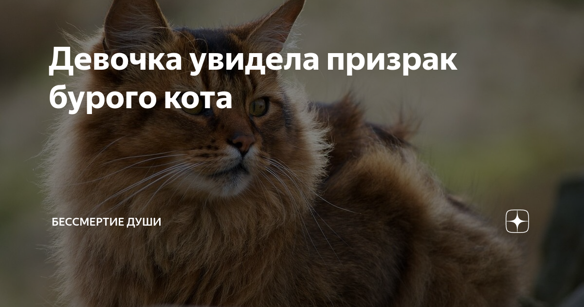 кот бессмертия