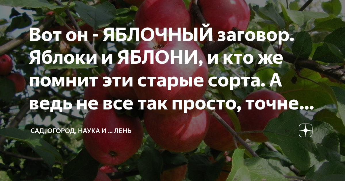 Какие яблоки в саду: читать стих, текст стихотворения полностью - Классика на РуСтих