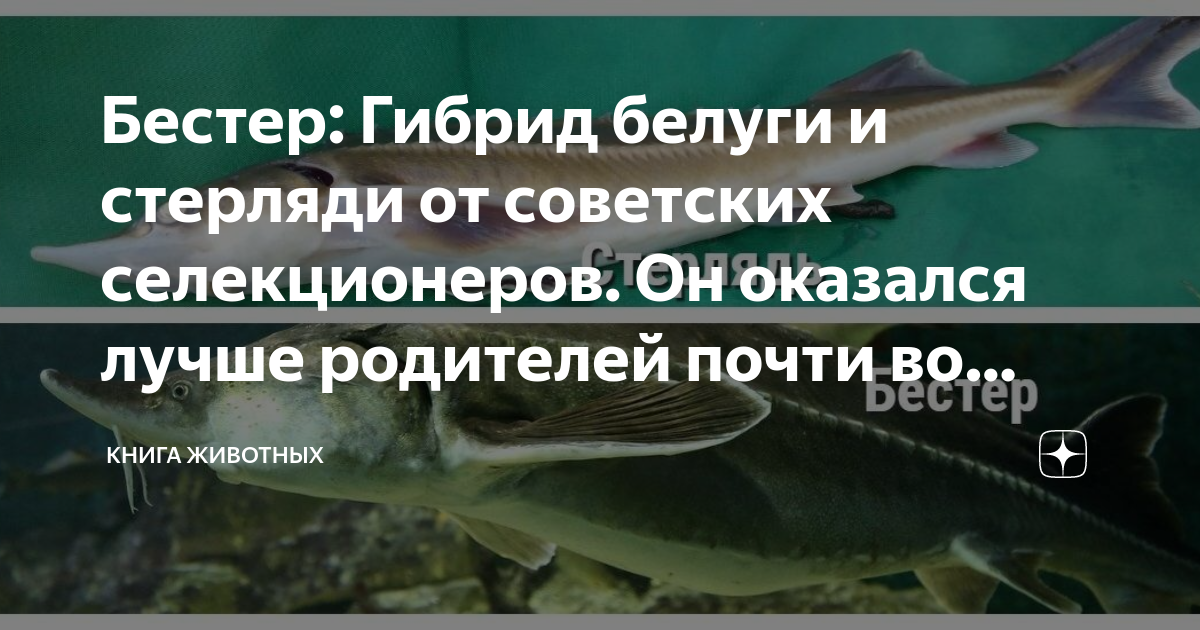 Бестер: Гибрид белуги и стерляди от советских селекционеров. Он оказался лучше р