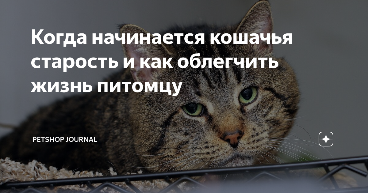 Кошки в старости
