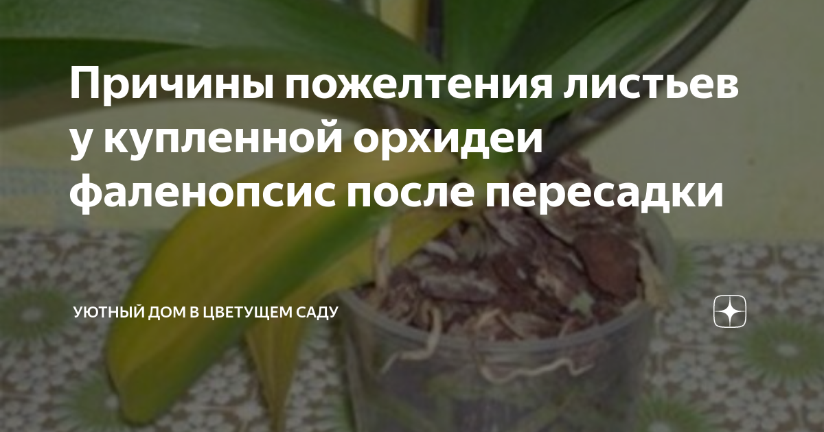 Причины пожелтения листьев у купленной орхидеи фаленопсис после ...