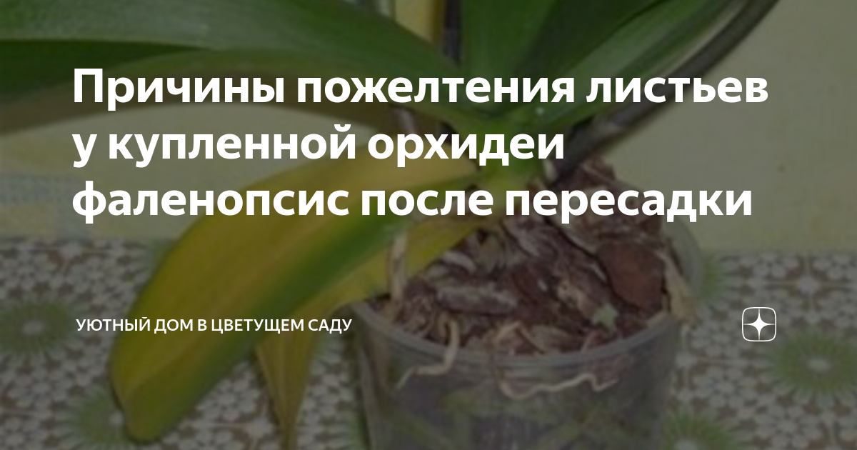 форум магазина коллекционных орхидей orchids.ua