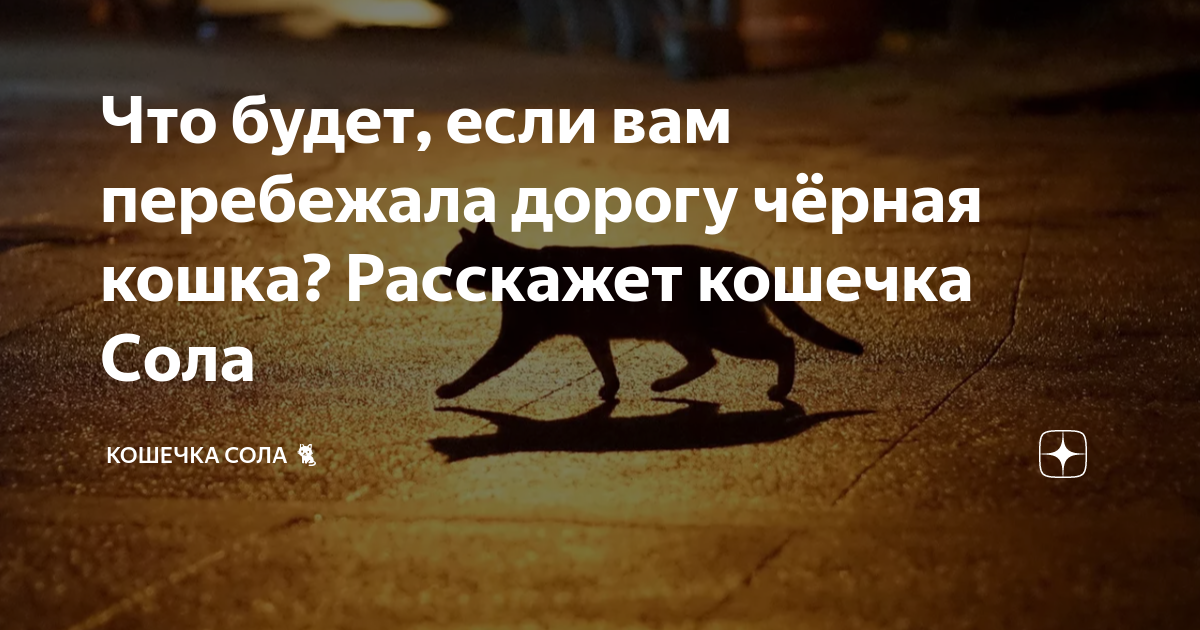 Если черный кот перешел вам дорогу. Кошка перебежала дорогу справа налево перед машиной. Кошка перебежала дорогу справа налево перед машиной. Трехцветная кошка к удаче. Кошка перебежала дорогу справа налево перед машиной.