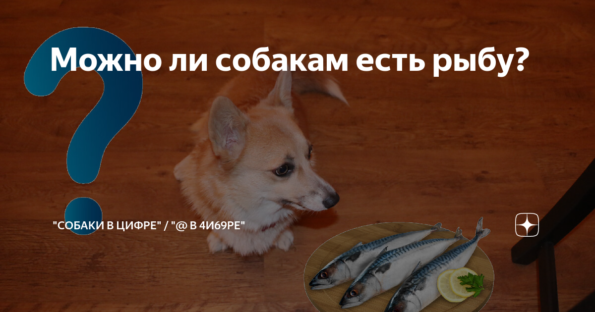 Можно собаке треску. Кожа трески атлантической. Можно собаке треску. Можно собаке треску. Кожа сушеная.