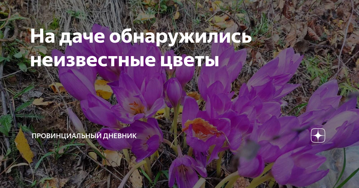 На даче обнаружились неизвестные цветы | Провинциальный дневник | Дзен