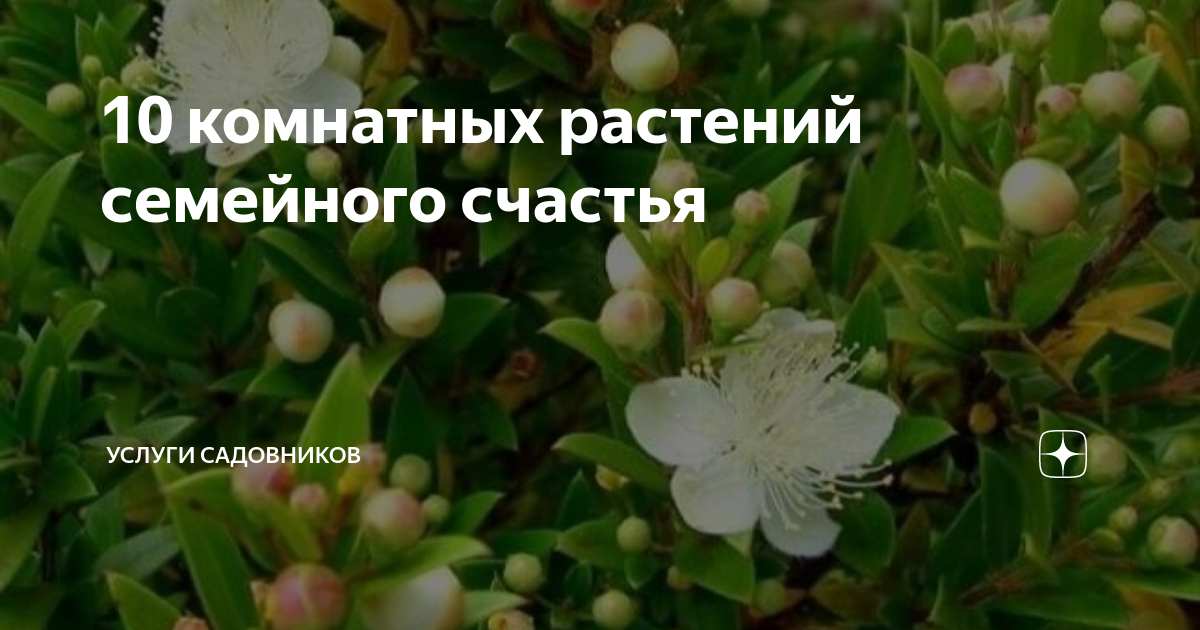 10 комнатных растений семейного счастья | УСЛУГИ САДОВНИКОВ В МОСКВЕ И ...