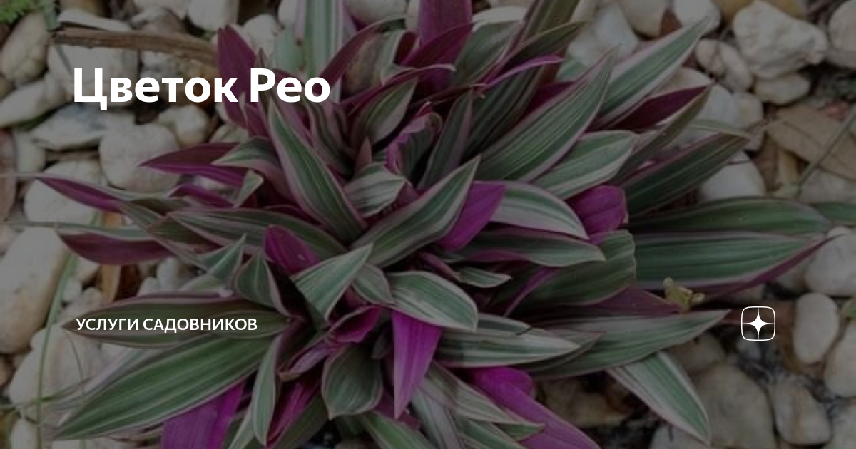 Цветок Рео | УСЛУГИ САДОВНИКОВ В МОСКВЕ И МО | Дзен