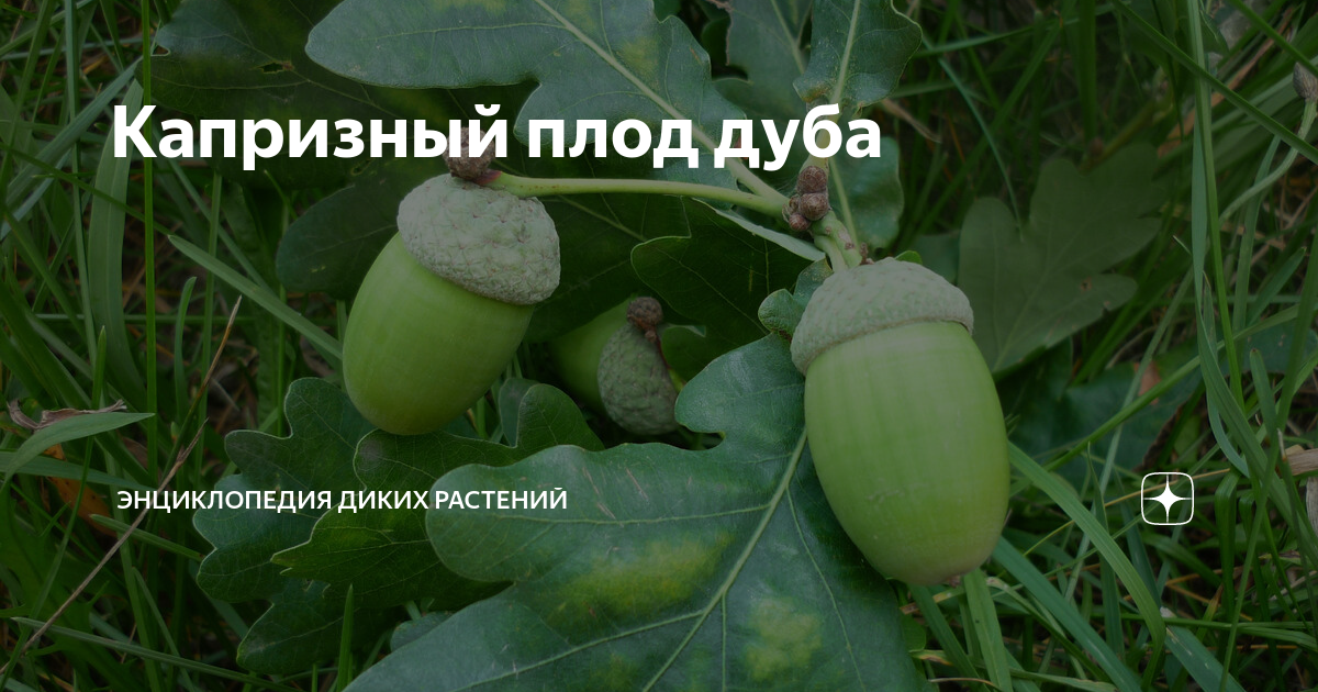Плоды дуба. Как распускается дуб фото.