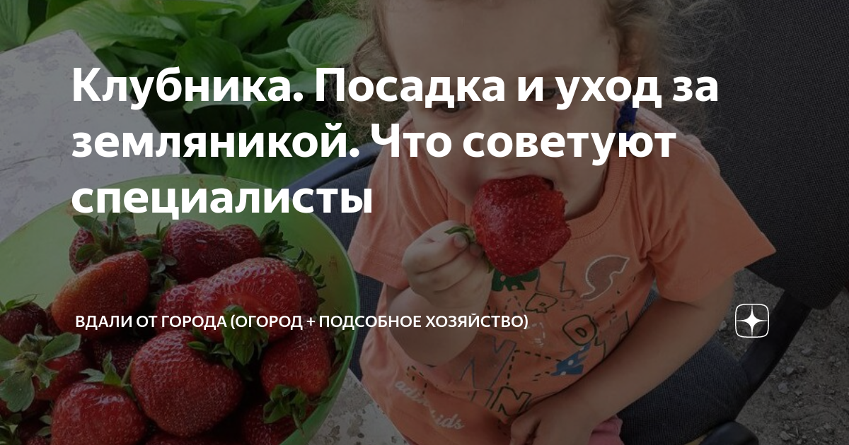 Ключевые моменты при выборе сорта
