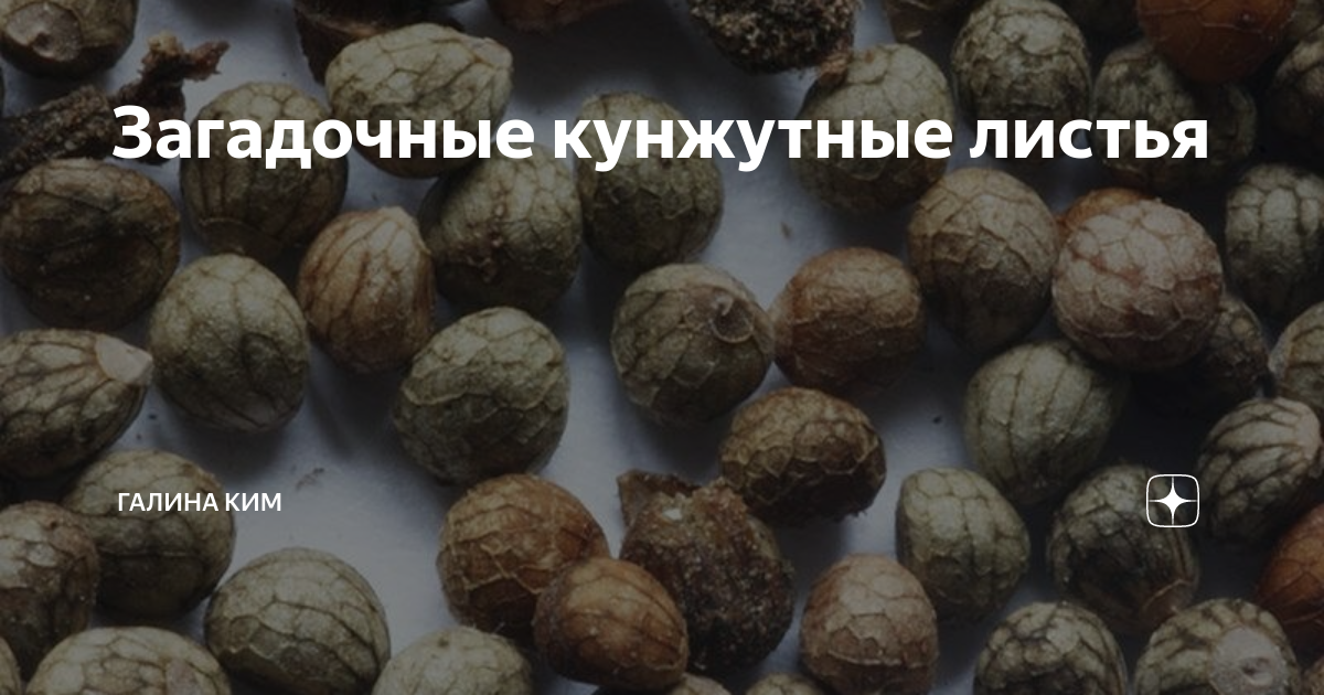 Загадочные кунжутные листья | Галина Ким | Дзен