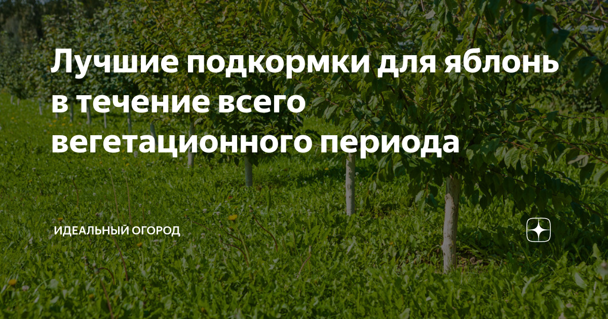 Лучшие подкормки для яблонь в течение всего вегетационного периода ...