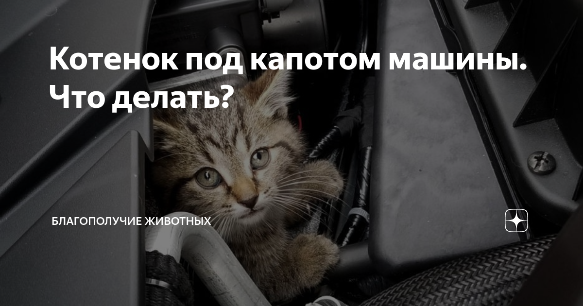 Котенок под капотом машины