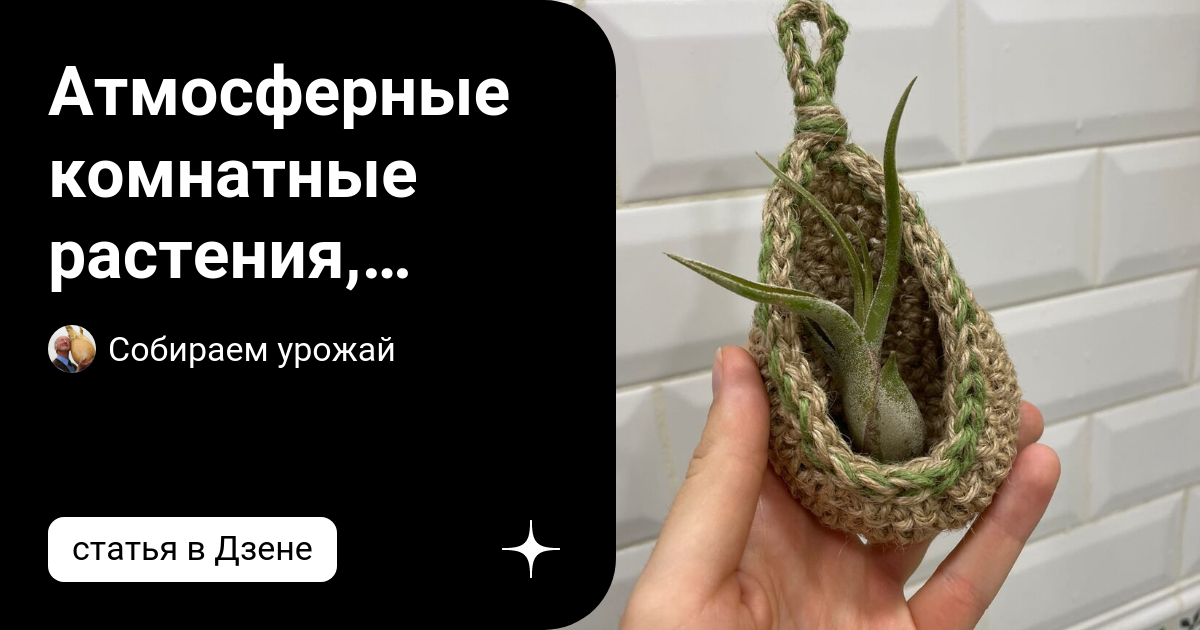 Атмосферные комнатные растения, которые растут без земли и воды — можно ...
