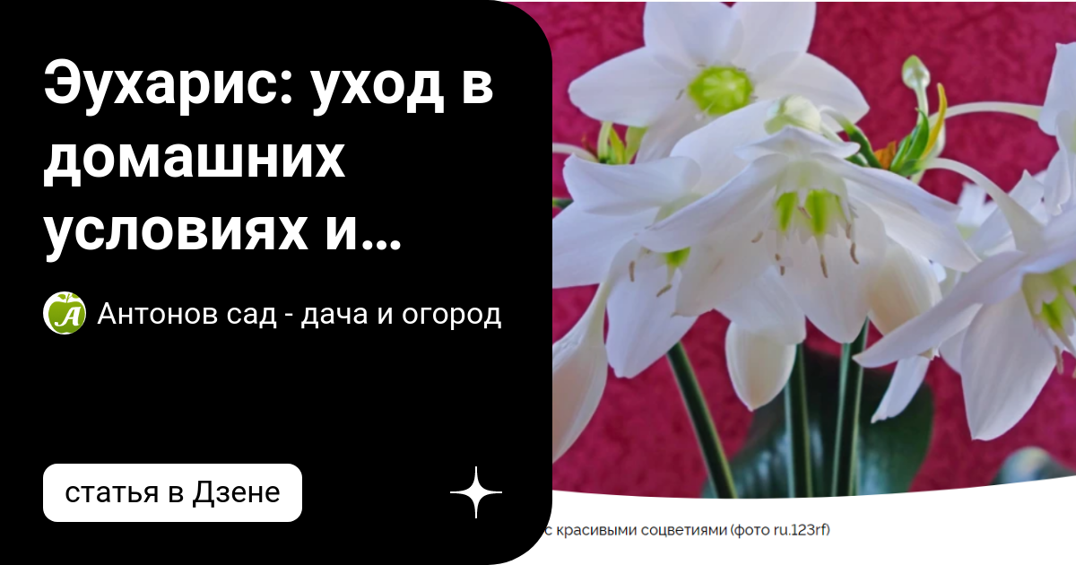 Почему Эухарис (Амазонская Лилия) не цветет, желтеет, теряет листья