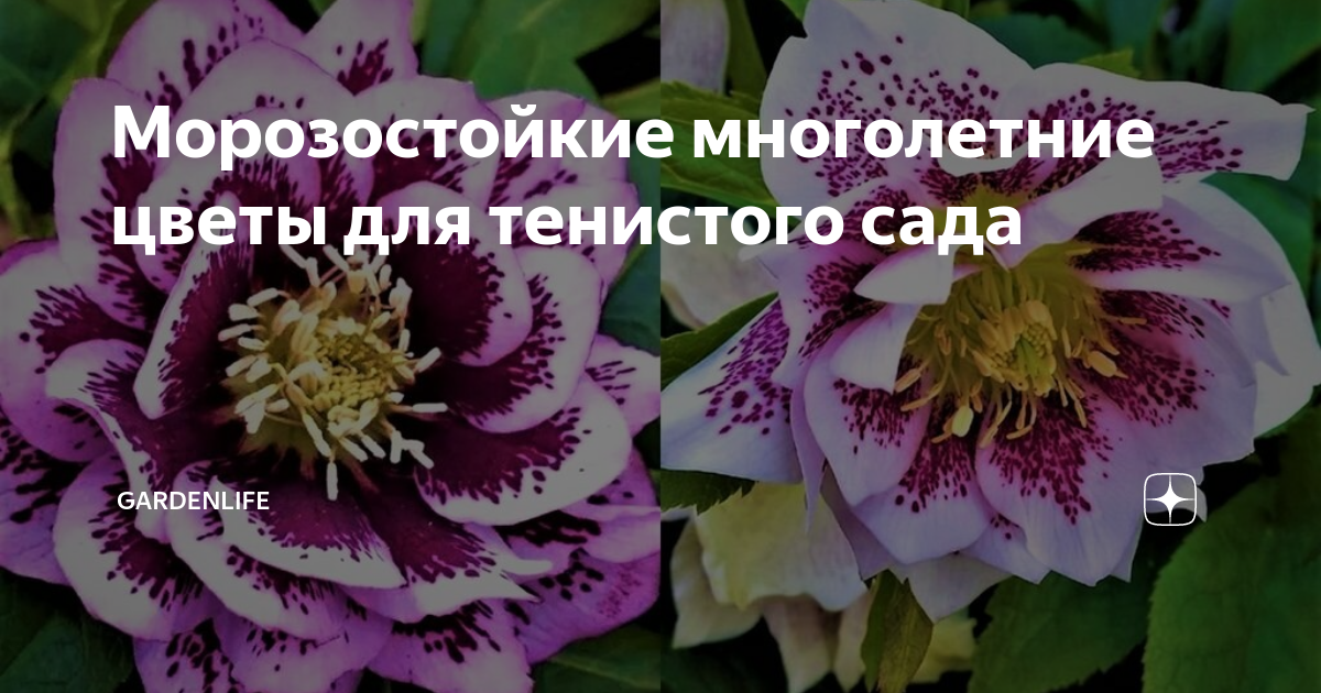 Морозостойкие многолетние цветы для тенистого сада | GardenLife | Дзен